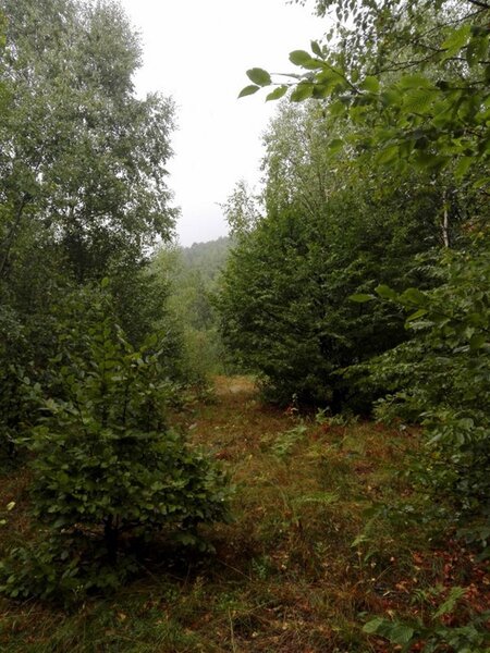 Hunedoara Masivul Retezat.